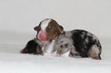 BERGER AUSTRALIEN PUPPIES 898
